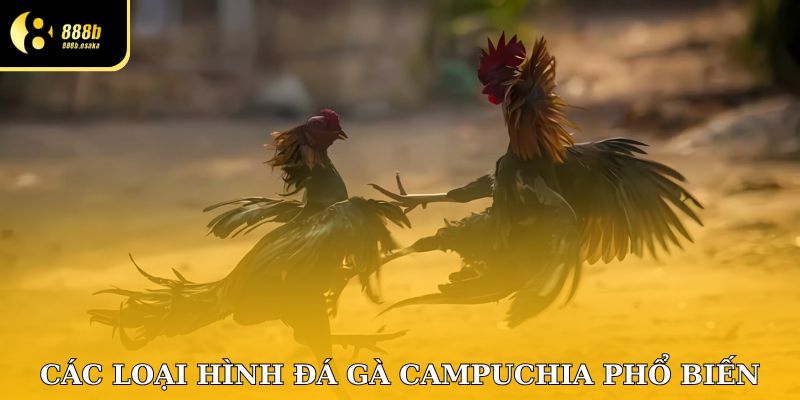 Các loại hình đá gà Campuchia phổ biến