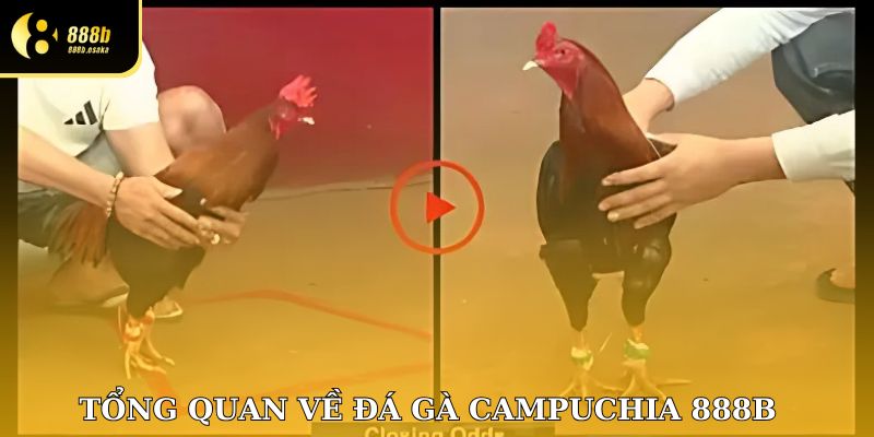 Tổng quan về đá gà Campuchia 888B