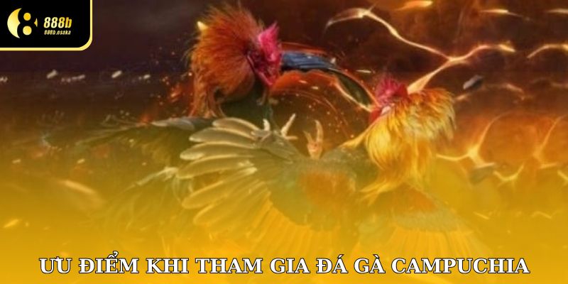 Ưu điểm khi tham gia đá gà Campuchia