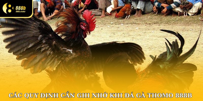 Các quy định cần ghi nhớ khi đá gà Thomo 888B