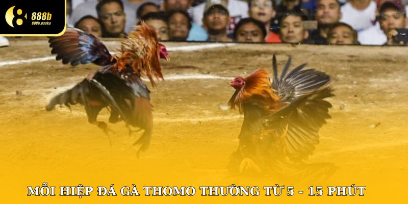 Mỗi hiệp đá gà Thomo thường từ 5-15 phút