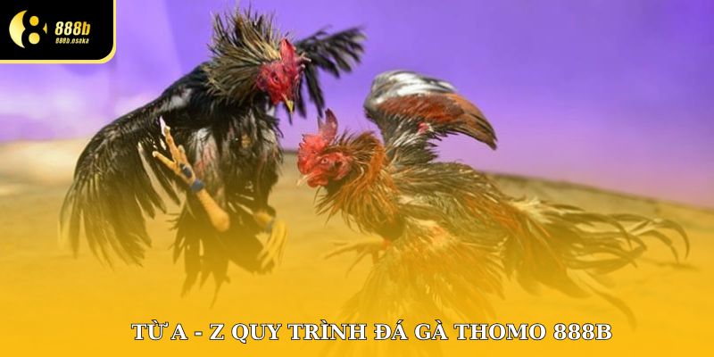 Từ A - Z quy trình đá gà Thomo 888B