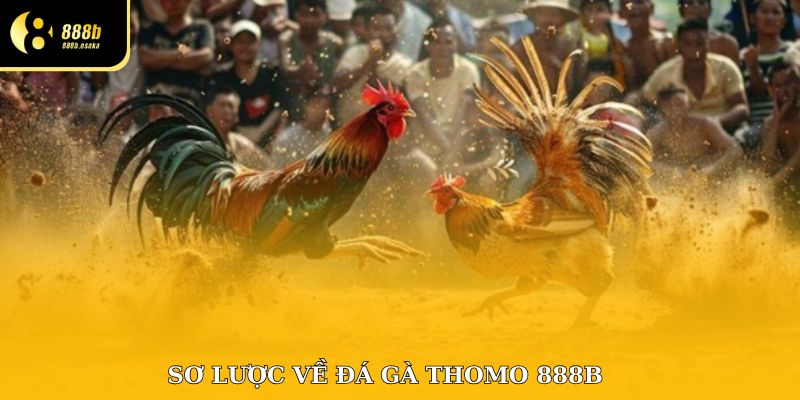 Sơ lược về đá gà Thomo 888B