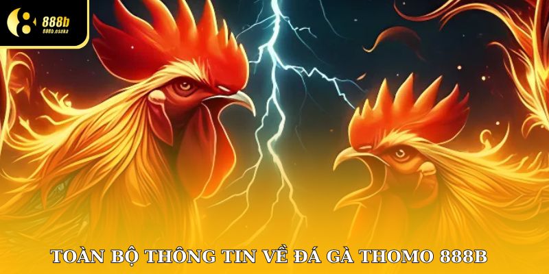 Đặc điểm của các trận sới gà Thomo tại 888B