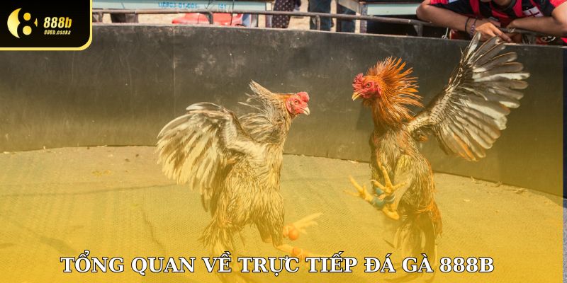 Tổng quan về trực tiếp đá gà 888B